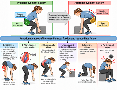 What causes the lumbar spine move more than the hips during trunk flexion?