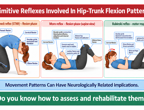 Can Primitive Reflexes be involved in lumbar-hip coordination during flexion?
